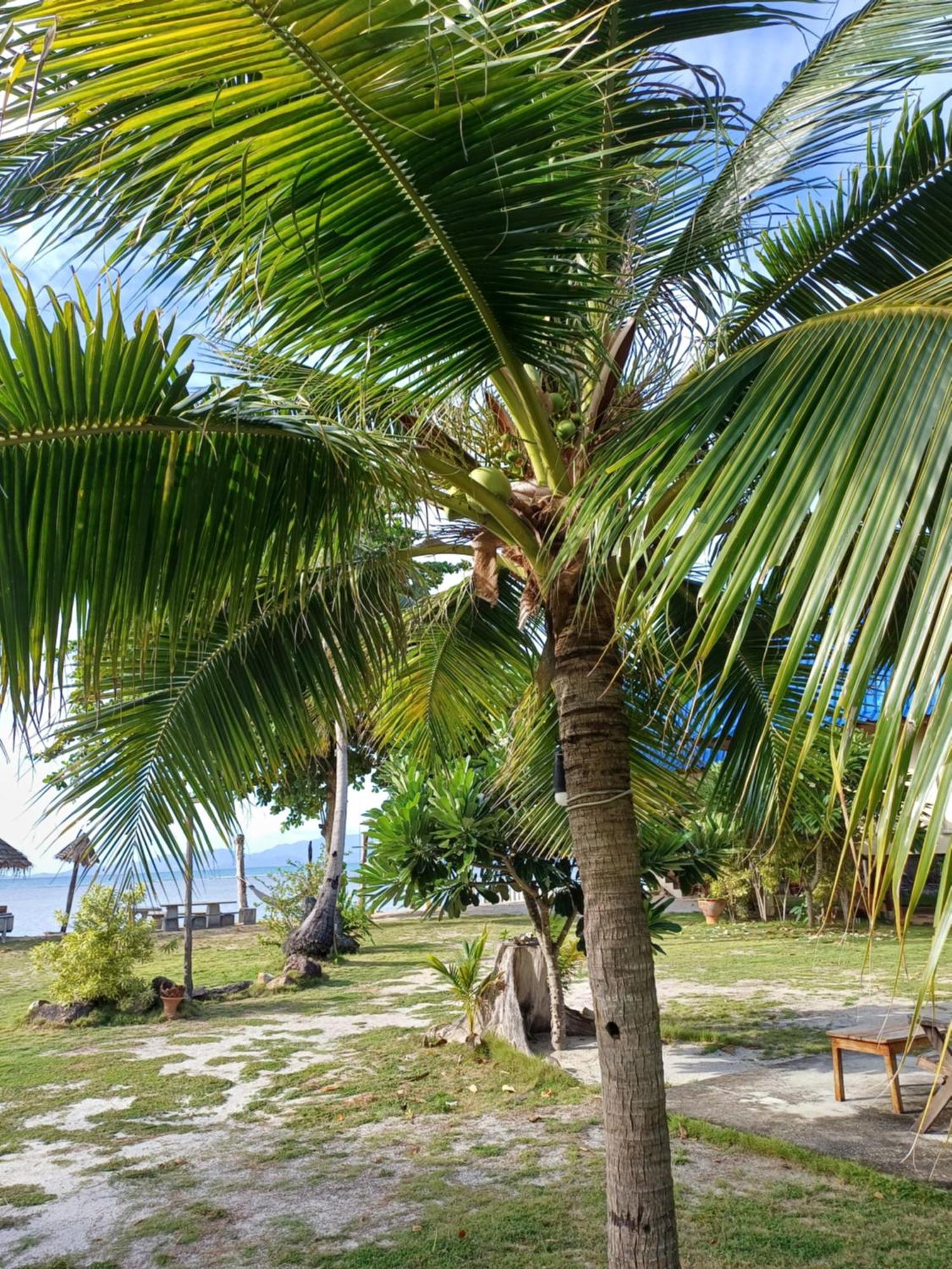 Tropicana Khophagan Resort Hotel Thongsala Exterior foto